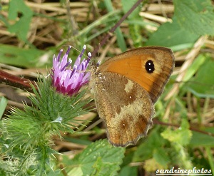 Amaryllis, Pyronia thitonus, papillon de jour, French orange butterfly, bouresse Poitou-Charentes France Sandrinephotos