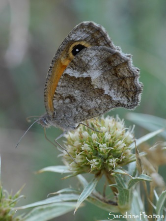 Amaryllis de Vallantin, Ocellé de la canche, Pyronia cecilia, Femelle, Papillon de jour, Lagrasse (59)