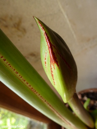 Amaryllis en bouton Flore-Sandrinephotos Esprit Nature