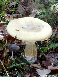 amanite phallode, Amanita phallodes, Champignons, Bouresse, Poitou-Charentes