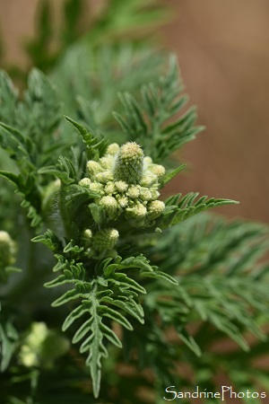 Ambroisie à feuilles d`armoise, Ambrosia artemisiifolia, Fleur longs épis jaunes, Plante invasive, La Planchette, Queaux (27)