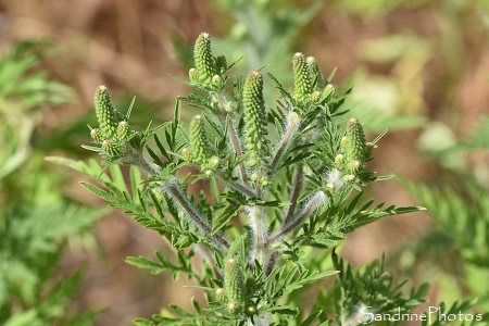 Ambroisie à feuilles d`armoise, Ambrosia artemisiifolia, Fleur longs épis jaunes, Plante invasive, La Planchette, Queaux (31)