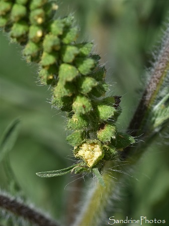 Ambroisie à feuilles d`armoise, Ambrosia artemisiifolia, Fleur longs épis jaunes, Plante invasive de La Planchette, Queaux (30)
