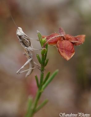 Ameles decolor, Mante religieuse grise sauteuse sans aile, Grey little Praying mantis with no wings, Garrigue-Carcassonne, South of France (2)