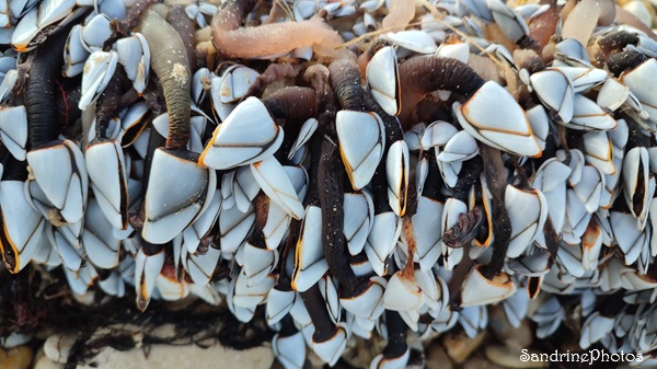 Anatife commun - Lepas anatifera, Coquillages, Crustacés Atlantique, Ile de Ré 28 février 2026 (145).jpg