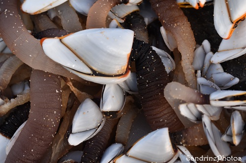 Anatife commun - Lepas anatifera, Coquillages, Crustacés Atlantique, Ile de Ré 28 février 2026 (146).jpg