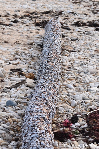 Anatife commun - Lepas anatifera, Coquillages, Crustacés Atlantique, Ile de Ré 28 février 2026 (148).jpg