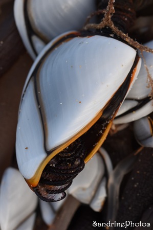 Anatife commun - Lepas anatifera, Coquillages, Crustacés Atlantique, Ile de Ré 28 février 2026 (149).jpg