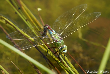 Anax empereur, Anax imperator, Odonate, Libellules marron, jaune et verte, Brown, blue or green Dragonflies, Les grandes brandes de Lussac, Insectes du Poitou-Charentes (68)