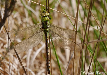 Anax empereur, Anax imperator, Odonate, Libellules marron, jaune et verte, Brown, blue or green Dragonflies, Les grandes brandes de Lussac, Insectes du Poitou-Charentes Biodiversité Nouvelle Aquitaine