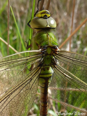 Anax empereur femelle, Anax imperator, Odonate, Libellules marron, jaune et verte, Brown, yellow and green female Dragonflies, Les grandes brandes de Lussac, Insectes du Poitou-Charentes (63)