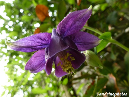 Ancolie Fleurs de nos jardins Bouresse Poitou-Charentes