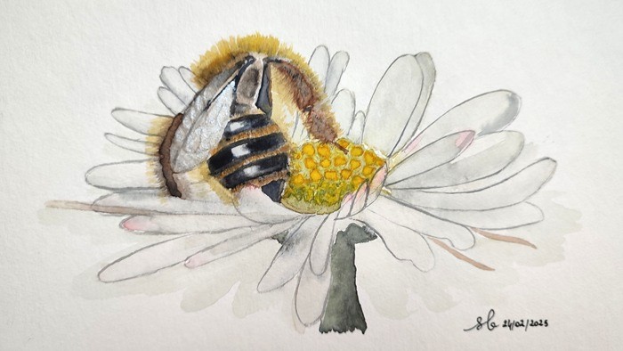Andrène à pattes jaunes, Abeille solitaire sur pâquerette, Aquarelle sur papier 325 gm2, Sandrine Berthault, Bouresse 86 (1)