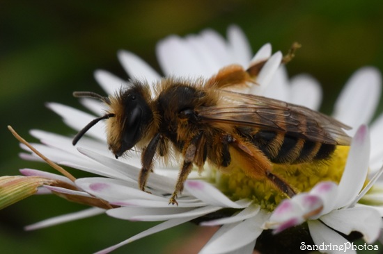 Andrène à pattes jaunes, Andrena flavipes, Abeille sauvage solitaire sur pâquerette, Croix Curé, Le Verger, Bouresse (35)