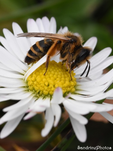 Andrène à pattes jaunes, Andrena flavipes, Abeille sauvage solitaire sur pâquerette, Croix Curé, Le Verger, Bouresse (38)