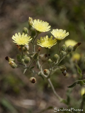 Andryale à feuilles entières, Andryala integrifolia, Fleurs sauvages jaune pâle, Yellow Wild flowers, Bouresse, le Verger, 86, Biodiversité en région Nouvelle-Aquitaine (4)