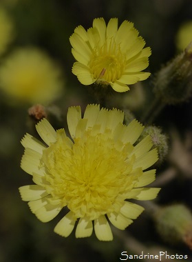 Andryale à feuilles entières, Andryala integrifolia, Fleurs sauvages jaune pâle, Yellow wild flowers, Bouresse, le Verger 86, Biodiversité en région Nouvelle-Aquitaine