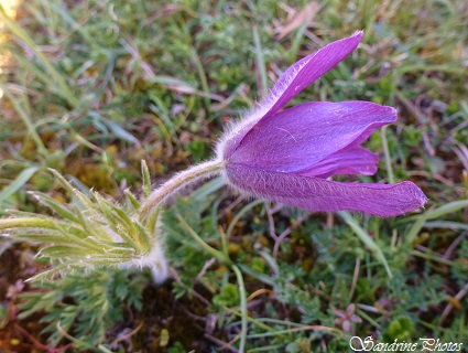 Anémone Pulsatille, Pulsatilla vulgaris, Fleurs sauvages violettes à bleues, violet or blue wild flowers, Poitou-Charentes, Nature en France, Biodiversité (1)