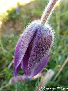 Anémone Pulsatille, Pulsatilla vulgaris, Fleurs sauvages violettes à bleues, violet or blue wild flowers, Poitou-Charentes, Nature en France, Biodiversité (2)