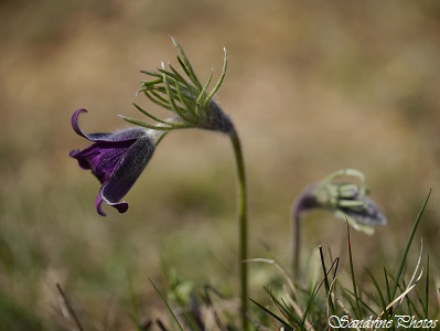 Anémone pulsatille, Pulsatilla vulgaris, Fleurs sauvages violettes à bleues, violet or blue wild flowers, Poitou-Charentes, Sillars, Poitou-Charentes(151)