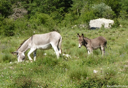 Anesse de Provence avec son anon. Val de Chalvagne, Entrevaux, Alpes de Hautes Provence