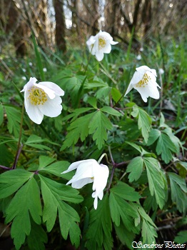 anémone des bois, anemone nemorosa, Anémone Sylvie, Fleurs sauvages blanches de printemps, Poitou-Charentes, white wild flowers of the wood, Spring, Bouresse (7)