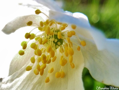 anémone des bois, anemone nemorosa, Anémone Sylvie, Fleurs sauvages blanches de printemps,  Poitou-Charentes, white wild flowers of the wood, Spring, Bouresse   86