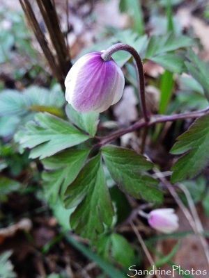 anémone des bois, anemone nemorosa, Anémone Sylvie, Fleurs sauvages blanches de printemps, Poitou-Charentes, white wild flowers of the wood, Spring, Bouresse