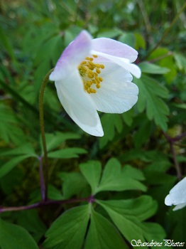 anémone des bois, anemone nemorosa, Anémone Sylvie, Fleurs sauvages blanches de printemps, Poitou-Charentes, white wild flowers of the wood in Spring, Bouresse (8)