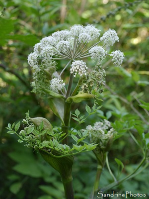 Angélique des bois, Angelica archangelica L. APIACEAE, Fleurs sauvages, la Planchette, Queaux (10)