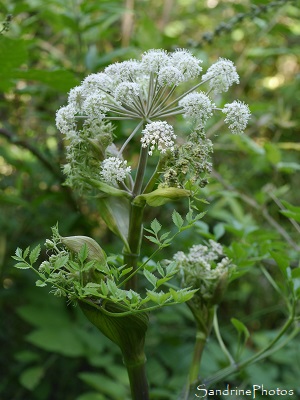 Angélique des bois, Angelica sylvestris, APIACEAE, Fleurs sauvages blanches, la Planchette, Queaux (10)