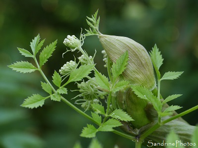 Angélique des bois, Angelica sylvestris, APIACEAE, Fleurs sauvages blanches, la Planchette, Queaux (11)