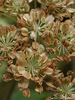 Angélique des bois, Angelica sylvestris, APIACEAE, Fleurs sauvages blanches, la Planchette, Queaux (12)