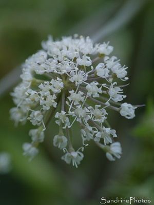 Angélique des bois, Angelica sylvestris, APIACEAE, Fleurs sauvages blanches, la Planchette, Queaux (13)