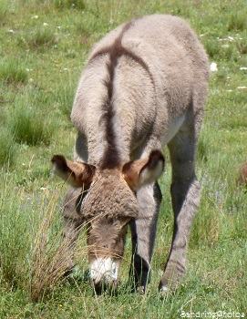 Anon de Provence avec la croix sur son pelage, animaux domestiques, Entrevaux, Alpes de Hautes Provence