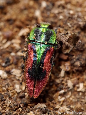 Anthaxie étincelante, Anthaxia candens, Buprestidae, Coléoptère vert et rouge métallisé, Le Verger, Bouresse (20)