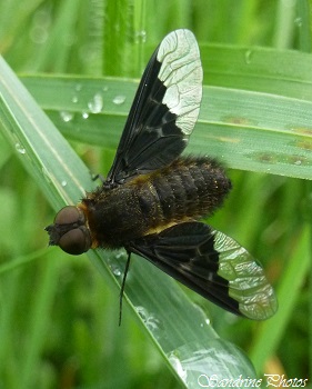 Anthrax noir, Hemipenthes morio, Diptère noir, Bombylidae, ailes noires et blanches, Diptera with black and white wings, Vallée de l`Aubineau-Cubord-Civaux-23 mai 2014