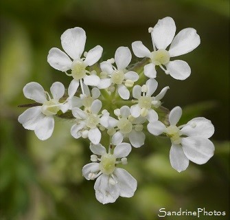 Anthrisque sauvage, Cerfeuil des ânes, Cerfeuil sauvage, Anthriscus sylvestris, Fleurs sauvages blanches, Ombellifères, Le Verger, Bouresse, Biodiversité Région Aquitaine Limousin Poitou-Charentes (32