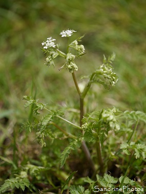 Anthrisque sauvage, Cerfeuil des ânes, Cerfeuil sauvage, Anthriscus sylvestris, Fleurs sauvages blanches, Ombellifères, Le Verger, Bouresse, Région Aquitaine Limousin Poitou-Charentes (27)