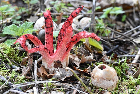 Anthurus d'archer, Clathre d'archer, Anthurus étoilé, Anthurus archeri, Champignons en forme d'étoile ou de pieuvre, Mortel, La Planchette, Queaux (18)