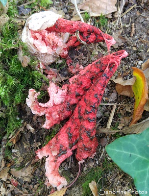 Anthurus d`archer, Clathrus archeri, Phallales, champignons rouges et puants (8)