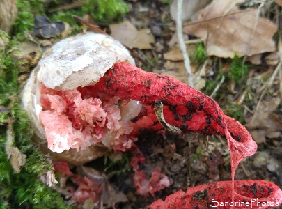 Anthurus d`archer, Clathrus archeri, Phallales, champignons rouges et puants (9)