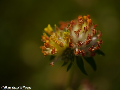 Anthyllide vulnéraire, Vulnéraire, Anthyllis vulneraria, Fleurs jaune à orangé, Yelloww and orange wild flowers, Bonnes-Chauvigny, Le long de la Vienne, Poitou-Charentes PF(65)