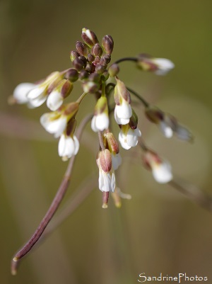 Arabette des dames, Arabidopsis thaliana, Crucifères, Fleurs sauvages blanches, Jardin, Le Verger, Bouresse, Sud-Vienne Poitou 86 (18)