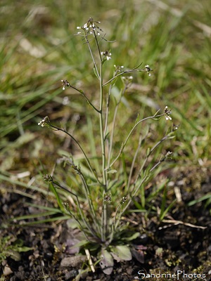 Arabette des dames, Arabidopsis thaliana, Crucifères, Fleurs sauvages blanches, Jardin, Le Verger, Bouresse, Sud-Vienne Poitou 86 (4)