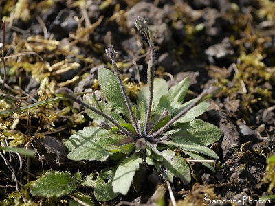 Arabette des dames, Arabidopsis thaliana, Crucifères, Fleurs sauvages blanches, Jardin, Le Verger, Bouresse, Sud-Vienne Poitou 86 (9)