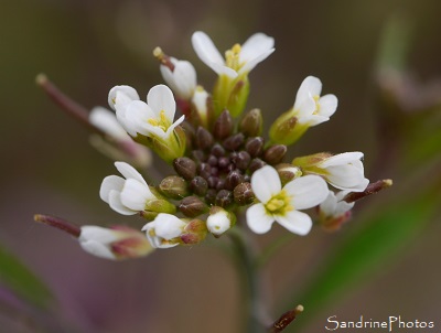 Arabette des dames, Fleurs sauvages blanches, Jardin, le Verger, Refuge LPO, Bouresse Sud-Vienne, Poitou 86