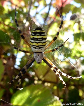 Araignée Argiope bruennicchi-Wasp spider, black and yellow spider of the gardens, araneidae, Bouresse, Poitou-Charentes