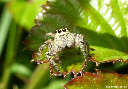 Araignée, Carrhotus xanthogramma, la Saltique Carotte, Salticidae, Bouresse, Poitou-Charentes (1)