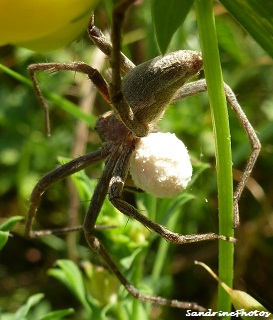 Araignée Pisaura mirabilis avec son cocon sous le ventre, Pisauridae, Nursary web Spider with its cocoon under the abdomen, 11 aot 2012 